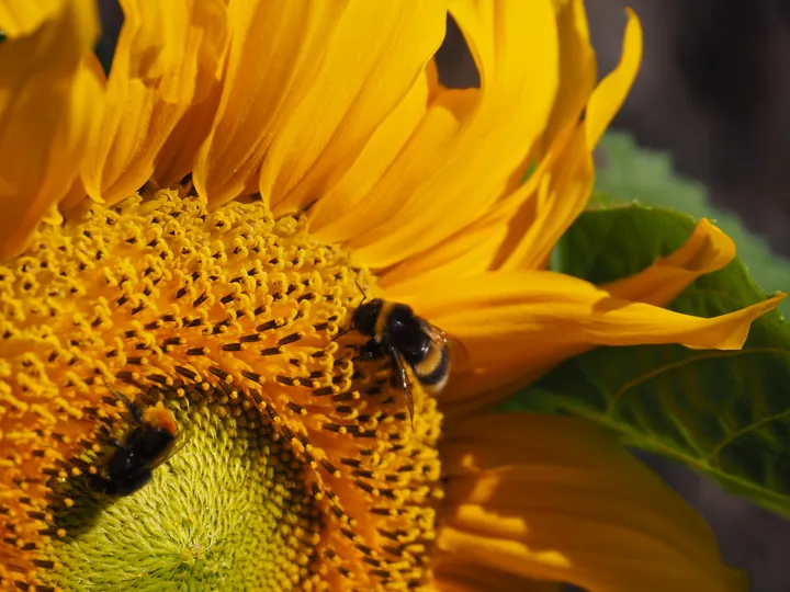 Close-up of a sunflower (Helianthus) with a bee on it
